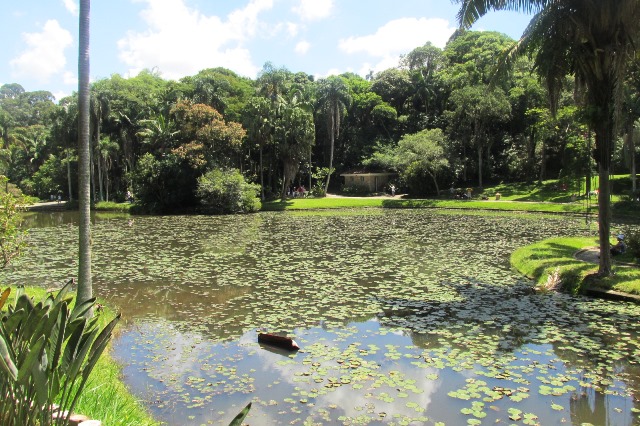 Lago das Ninfeias do Jardim Botânico de São Paulo Foto: Patrícia Ribeiro/ Passeios Baratos em SP