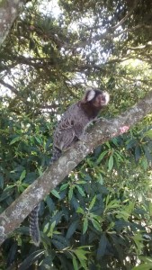 Saguis podem ser encontrados na trilha